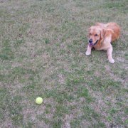 Bud, pas bouger avec distraction