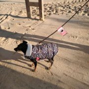 Socialisation d'une chienne craintive
